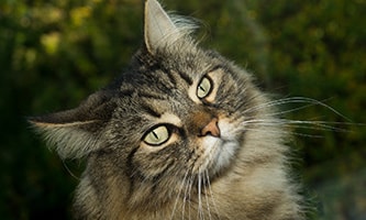 Maine Coon